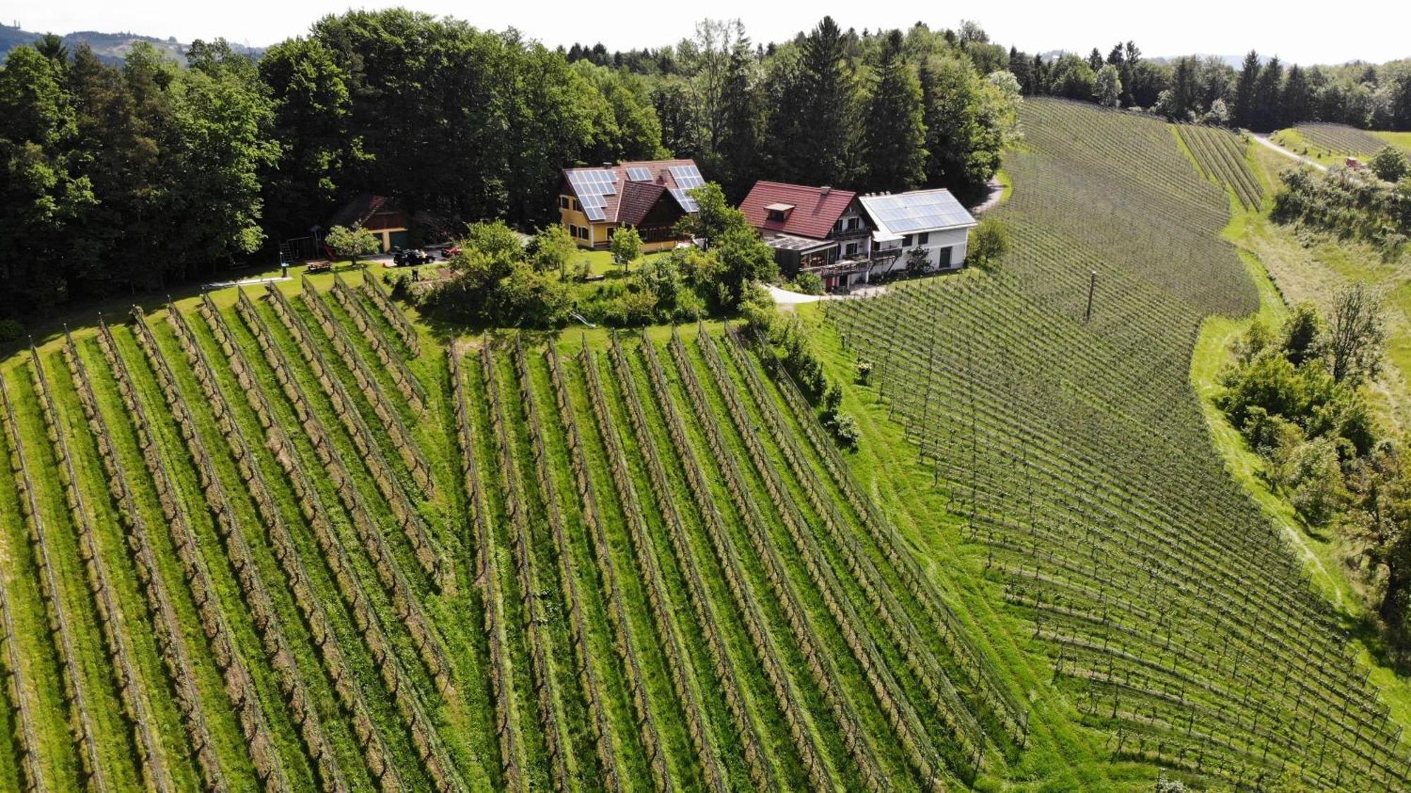 Weingut Spitzypeitler Bed & Breakfast Leutschach Ngoại thất bức ảnh